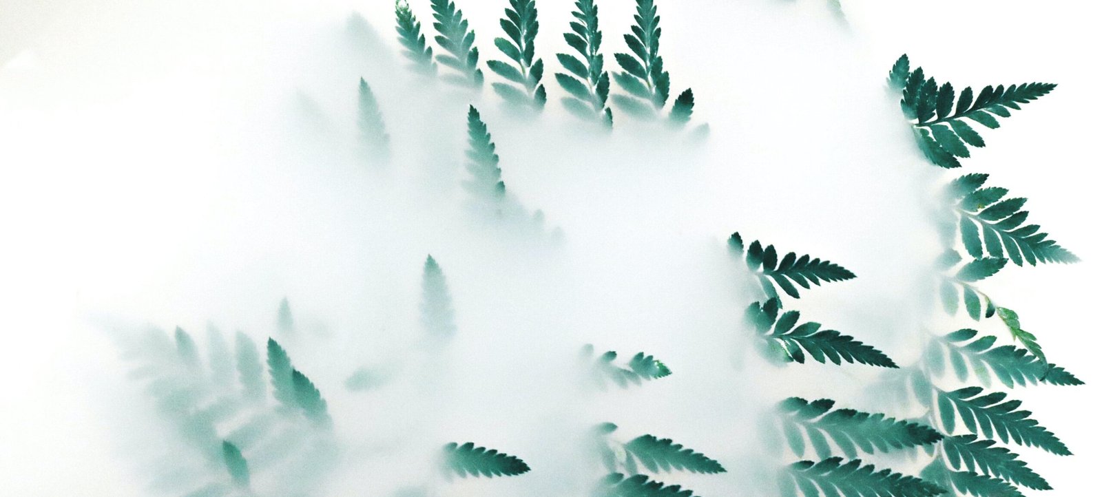 Plant-based Natural FOG Solutions Are Eco Friendly